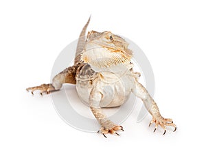 Bearded Dragon on White photo