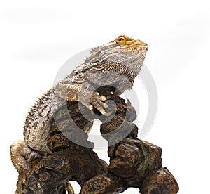 Bearded Dragon on White