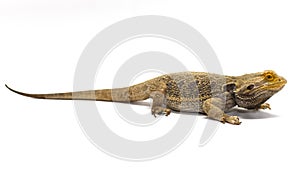 Bearded Dragon on White