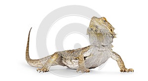 Bearded dragon on white background