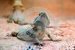 Bearded Dragon photo