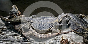 Bearded dragons 1