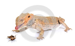 Bearded dragons eating cricket