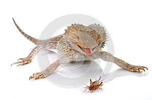 Bearded dragons eating cricket