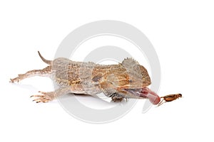 bearded dragons eating cricket