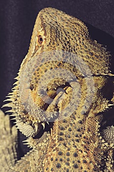 Bearded dragons head from above