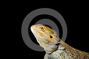 Bearded dragons profile on black background