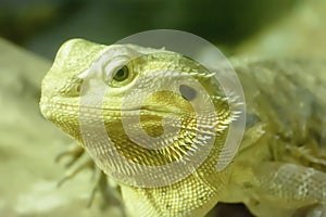 Bearded Dragons