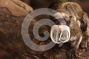 Bearded Emperor Tamarin crouching on a log