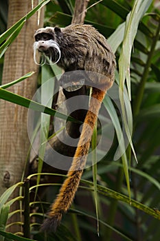 Bearded emperor tamarin Saguinus imperator subgrisecens photo