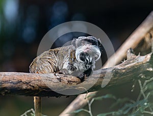 Bearded emperor tamarin with white mustache sitting on a branch. Cute funny monkey