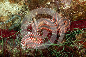 Bearded fireworm, Hermodice carunculata