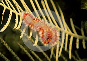 Bearded Fireworm (Hermodice carunculata)