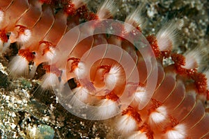 Bearded fireworm(hermodice carunculata)