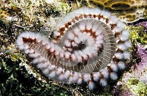 Bearded fireworm, Hermodice carunculata