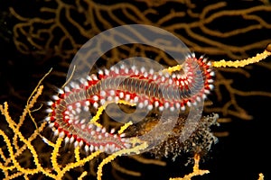 The bearded fireworm Hermodice carunculata