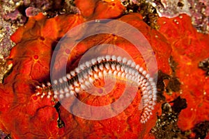 The bearded fireworm Hermodice carunculata