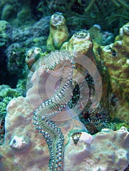 A Bearded Fireworm Munches on Hard Coral
