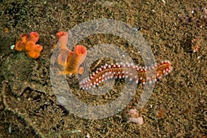 Bearded fireworm with red sponges in caribbean sea. Underwater life