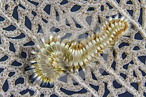 Bearded Fireworm on Sea Fan