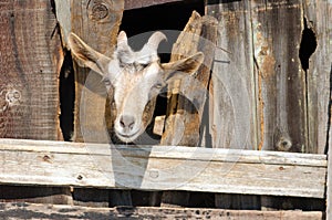 Fúzatý koza hľadá cez drevený dosky 