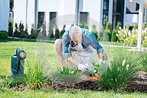 Bearded grey-haired man wearing blue shirt and striped apron enriching the soil