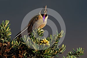 Bearded Helmetcrest or Buffy Helmetcrest, Oxypogon guerinii stuebelii, beautiful crest hummingbird from Colombia. Bird from Los Ne