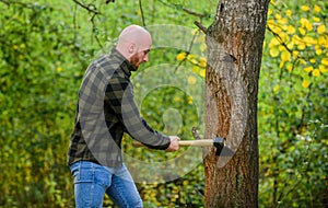Bearded hipster cut tree. man checkered shirt use axe. brutal and attractive male in forest. power and strength