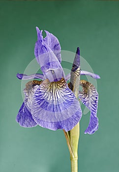 Bearded Iris