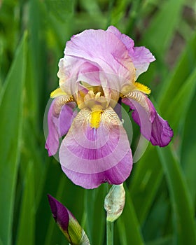 Bearded Iris