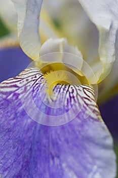 Bearded Iris