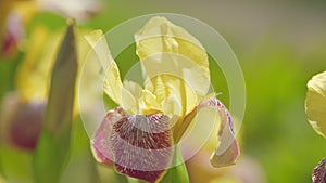 Bearded iris in bloom. Yellow and purple bearded iris. Iris variegata. Close up.