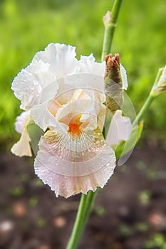 Bearded Iris in botanical garden, Latvia