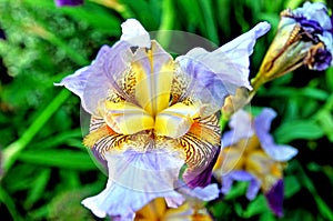 Bearded iris close up