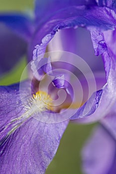 Bearded iris closeup