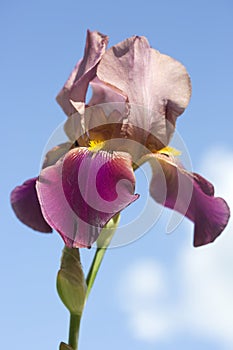 Bearded iris.