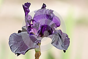 Bearded iris