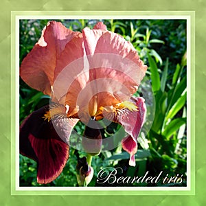 Bearded iris flower close up