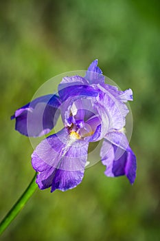 Bearded iris flower closeup