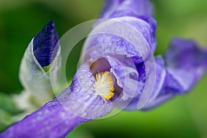 Bearded iris flower closeup