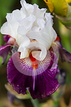 Bearded iris flower Family Iridaceae