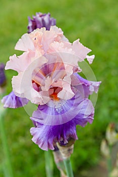 Bearded iris flower Family Iridaceae