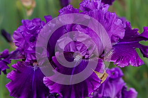 Bearded iris flower Family Iridaceae
