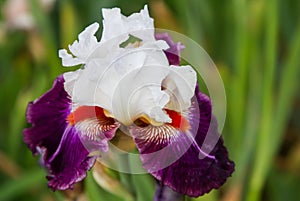 Bearded iris flower Family Iridaceae