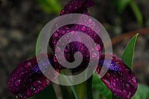 Bearded iris flower after rain
