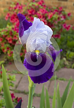 Blue and white Bearded iris closeup