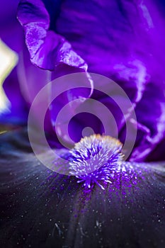 Bearded Iris in Garden