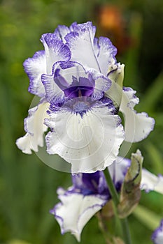 Bearded Iris Orinoco Stream