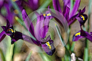 Bearded Iris purple bloom spring season, macro image