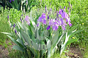 Bearded Iris Purple